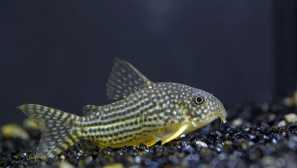 Как да се разграничат косидорите женски от мъжки?